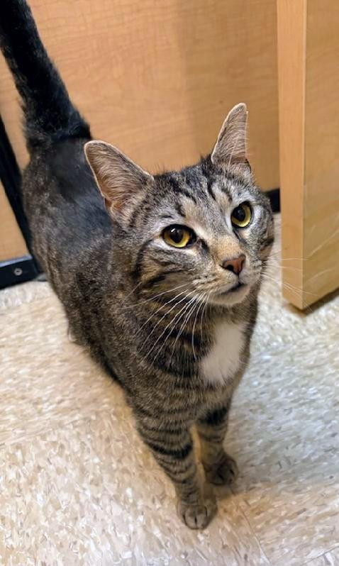 Enlarge Mitch (Mittens), a Adoptable Domestic Short Hair in Waynesboro, VA image 3/3