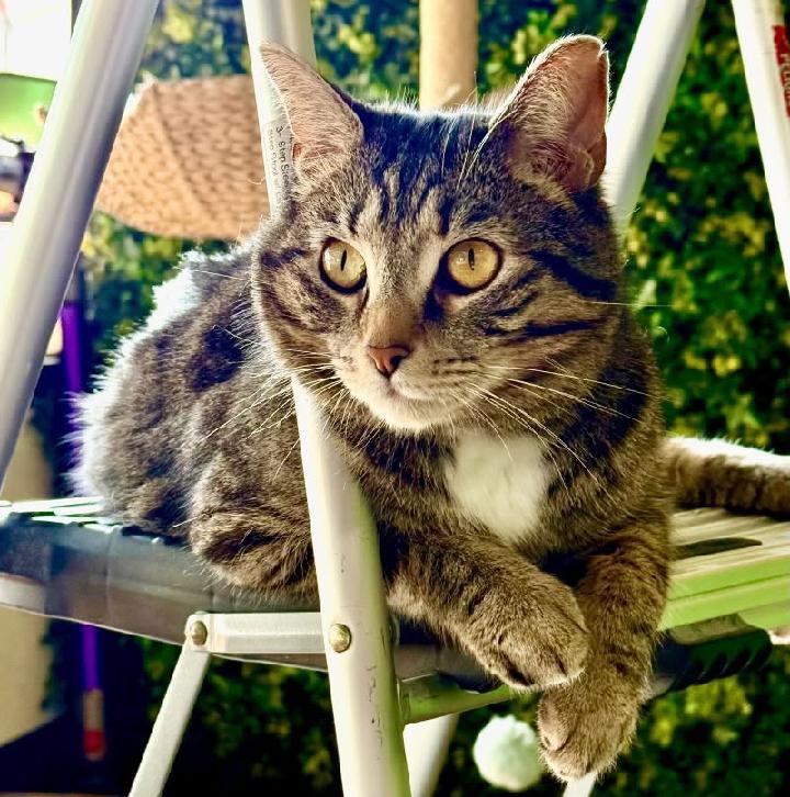 Enlarge Mitch (Mittens), a Adoptable Domestic Short Hair in Waynesboro, VA image 1/3