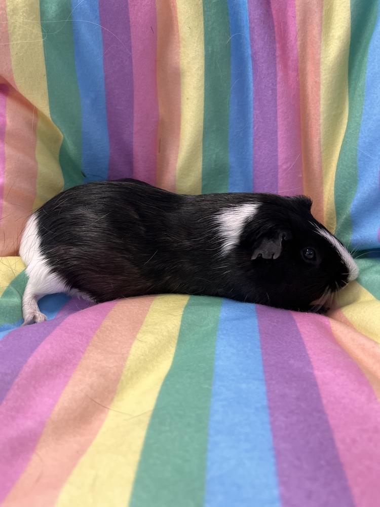 Nebula, Adoptable, Senior Female Guinea Pig.