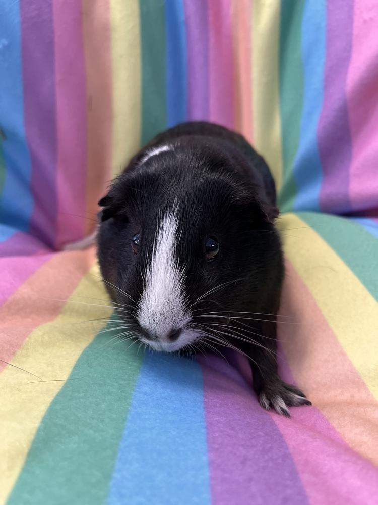 Enlarge Nebula, a Adoptable Guinea Pig in San Diego, CA image 2/3
