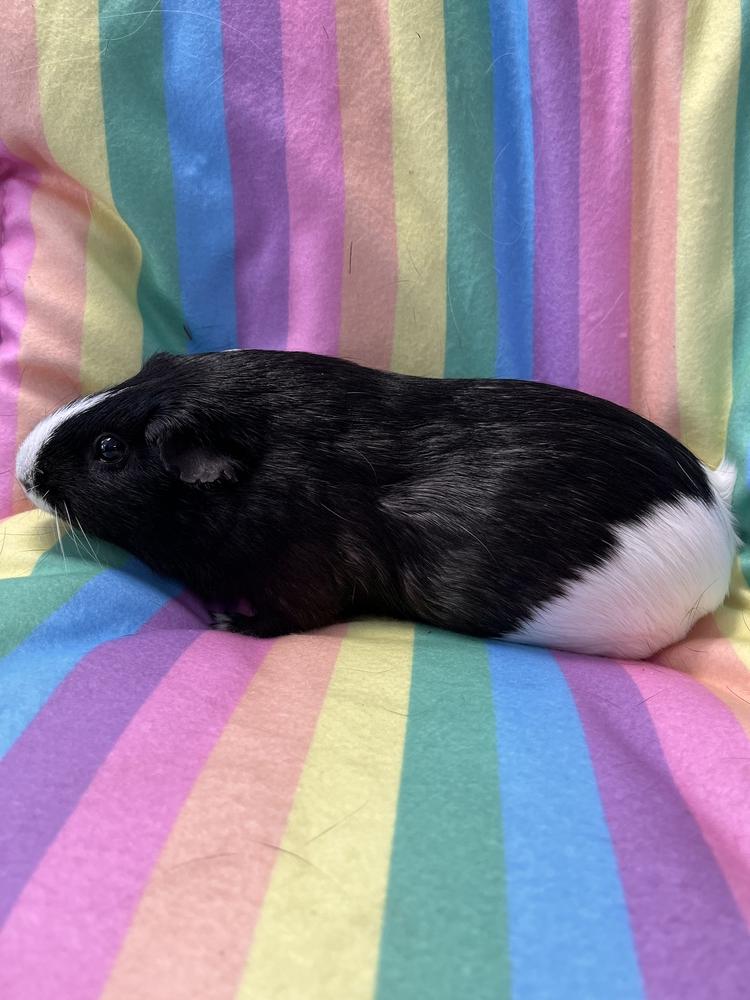 Enlarge Nebula, a Adoptable Guinea Pig in San Diego, CA image 3/3