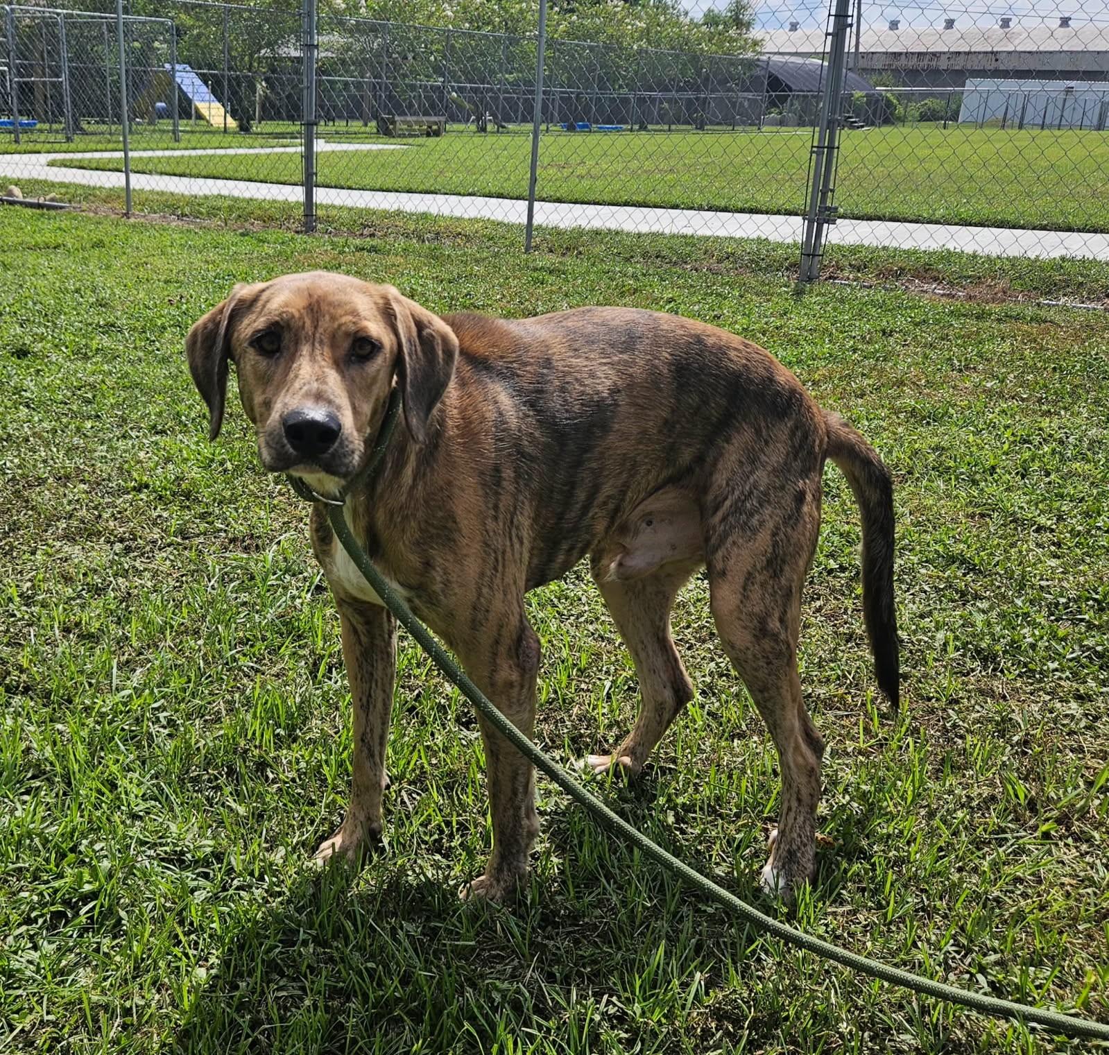 Enlarge Winchester 59252435, a Adoptable Mixed Breed in Harvey , LA image 2/4