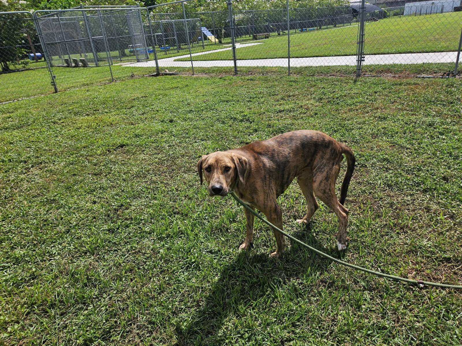 Enlarge Winchester 59252435, a Adoptable Mixed Breed in Harvey , LA image 3/4