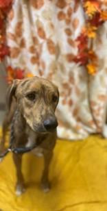 Winchester 59252435, Adoptable, Adult Male Mixed Breed.