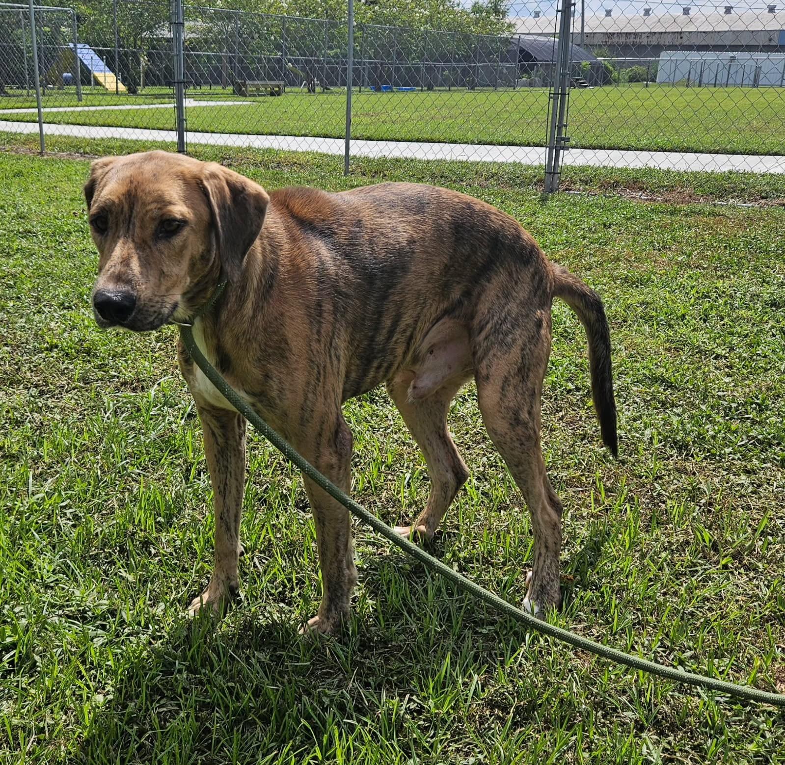 Enlarge Winchester 59252435, a Adoptable Mixed Breed in Harvey , LA image 4/4