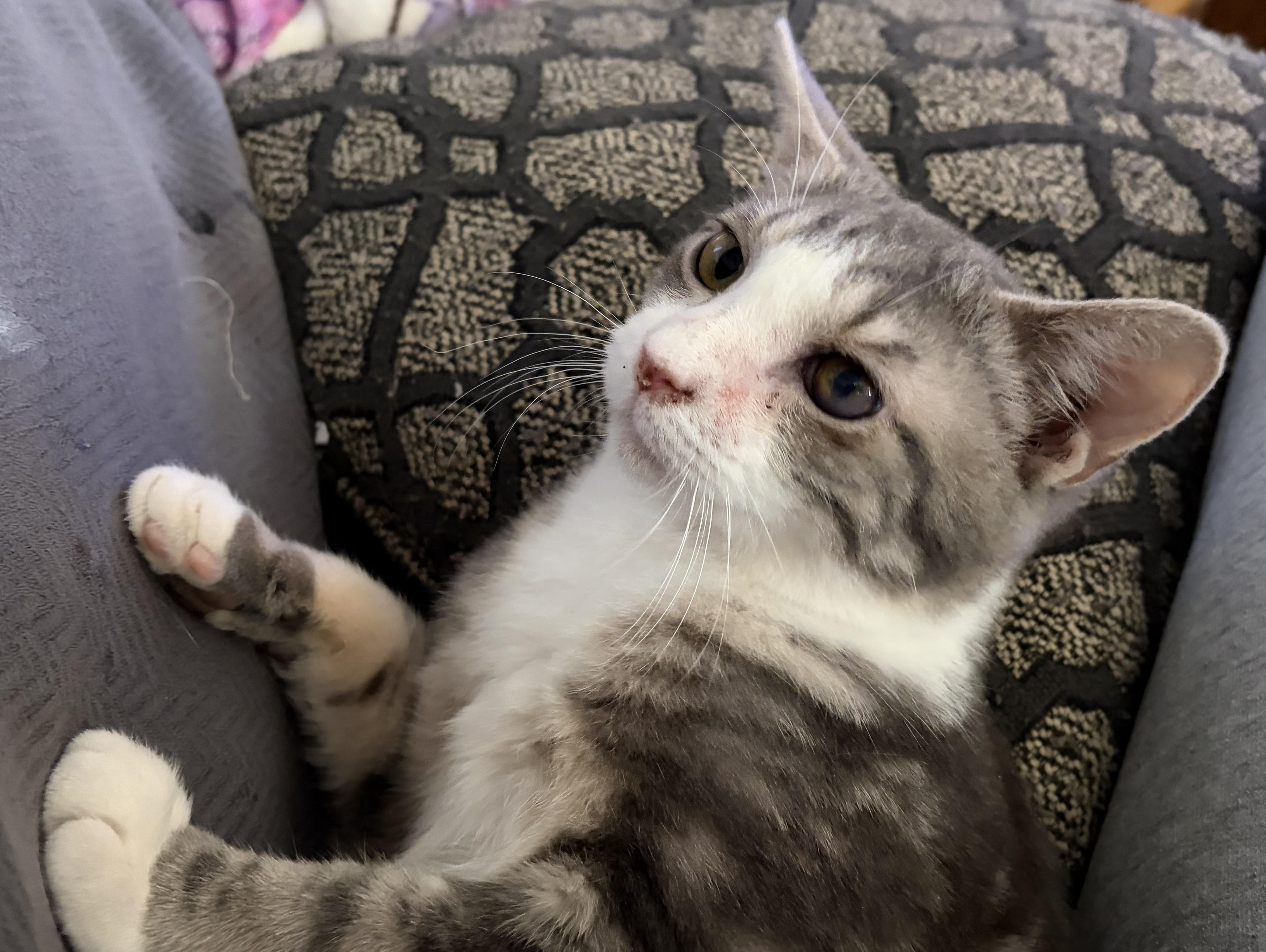 Klondike, an adopted Tabby in Beckley, WV image 2/2