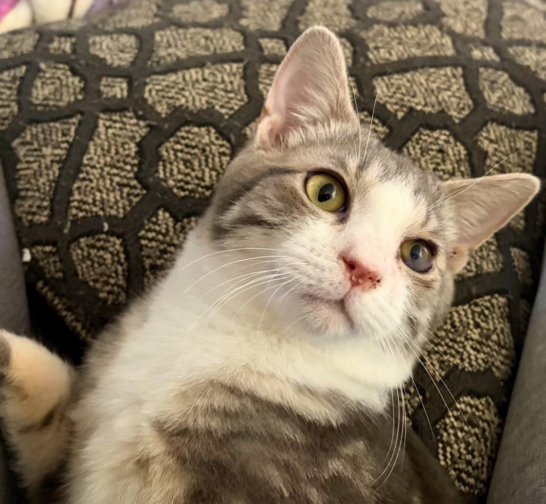 Klondike, adopted, Kitten Male Tabby.