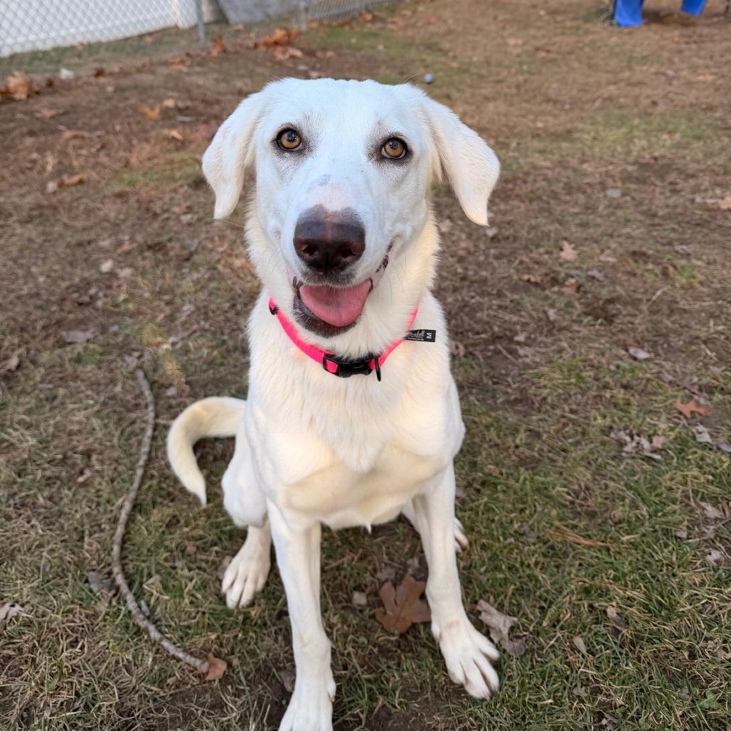 Teka, Adoptable, Young Female Golden Retriever & Mixed Breed.