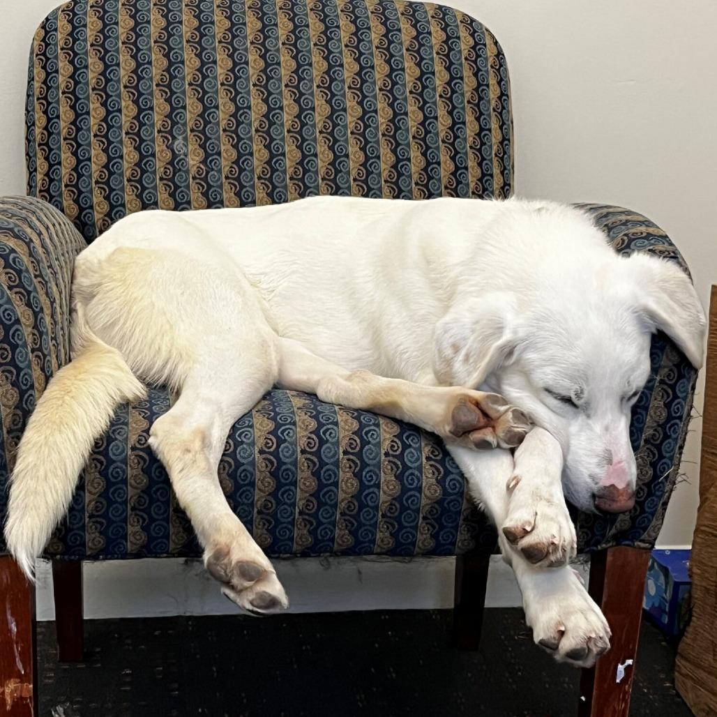 Enlarge Teka, a Adoptable mixed breed in Hopkinton, MA image 2/4