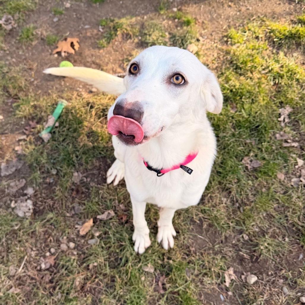 Enlarge Teka, a Adoptable mixed breed in Hopkinton, MA image 3/4
