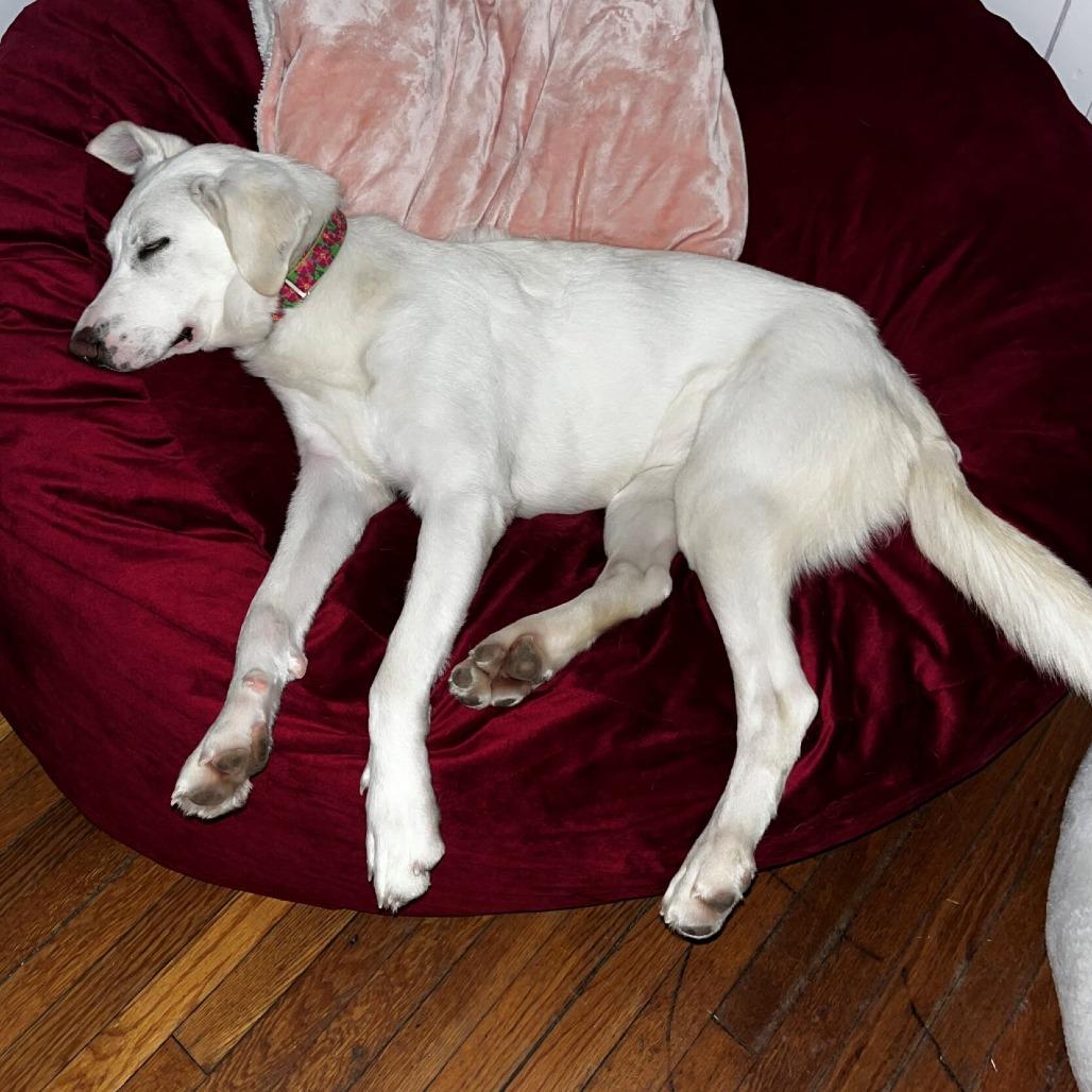 Enlarge Teka, a Adoptable mixed breed in Hopkinton, MA image 4/4