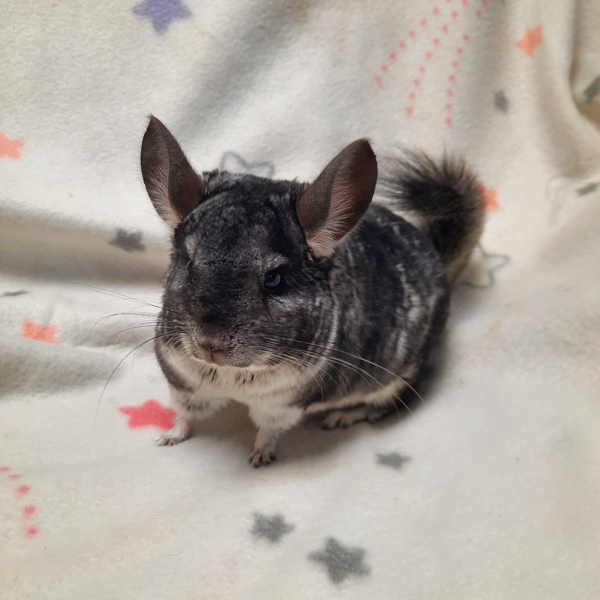 Rover, Adoptable, Adult Male Chinchilla.