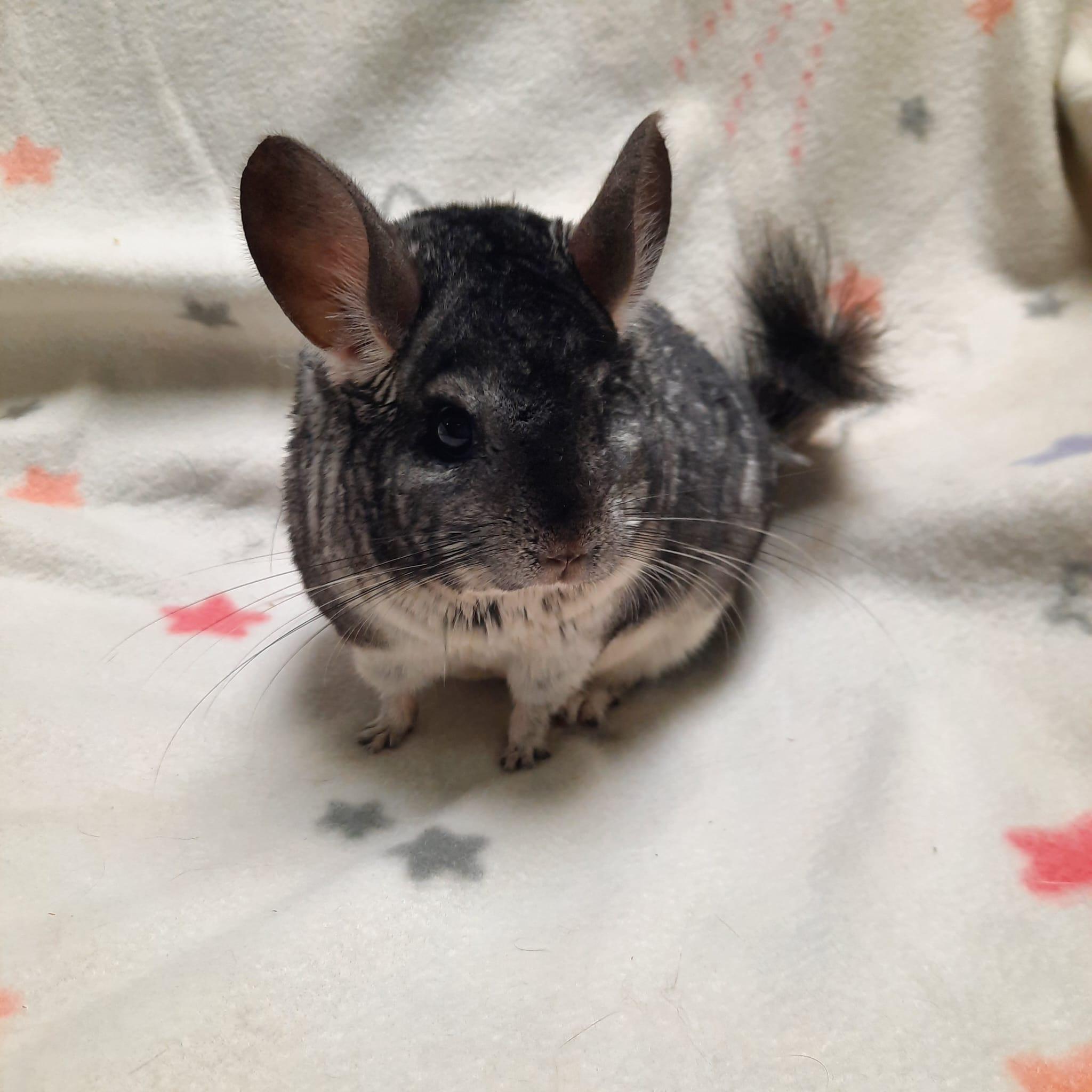 Enlarge Rover, a Adoptable Chinchilla in Fountain Valley, CA image 2/2