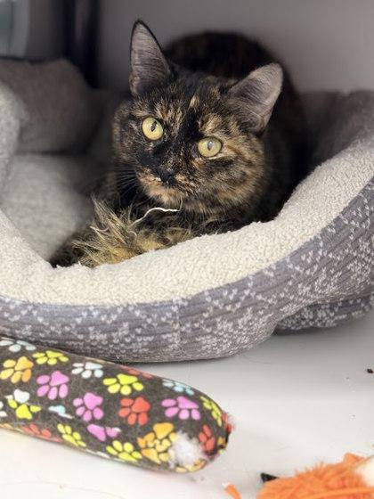 Enlarge Coraline, a Adoptable mixed breed in Gwinn, MI image 1/2