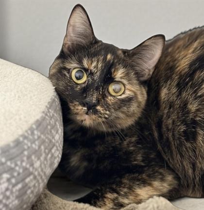 Enlarge Coraline, a Adoptable mixed breed in Gwinn, MI image 2/2