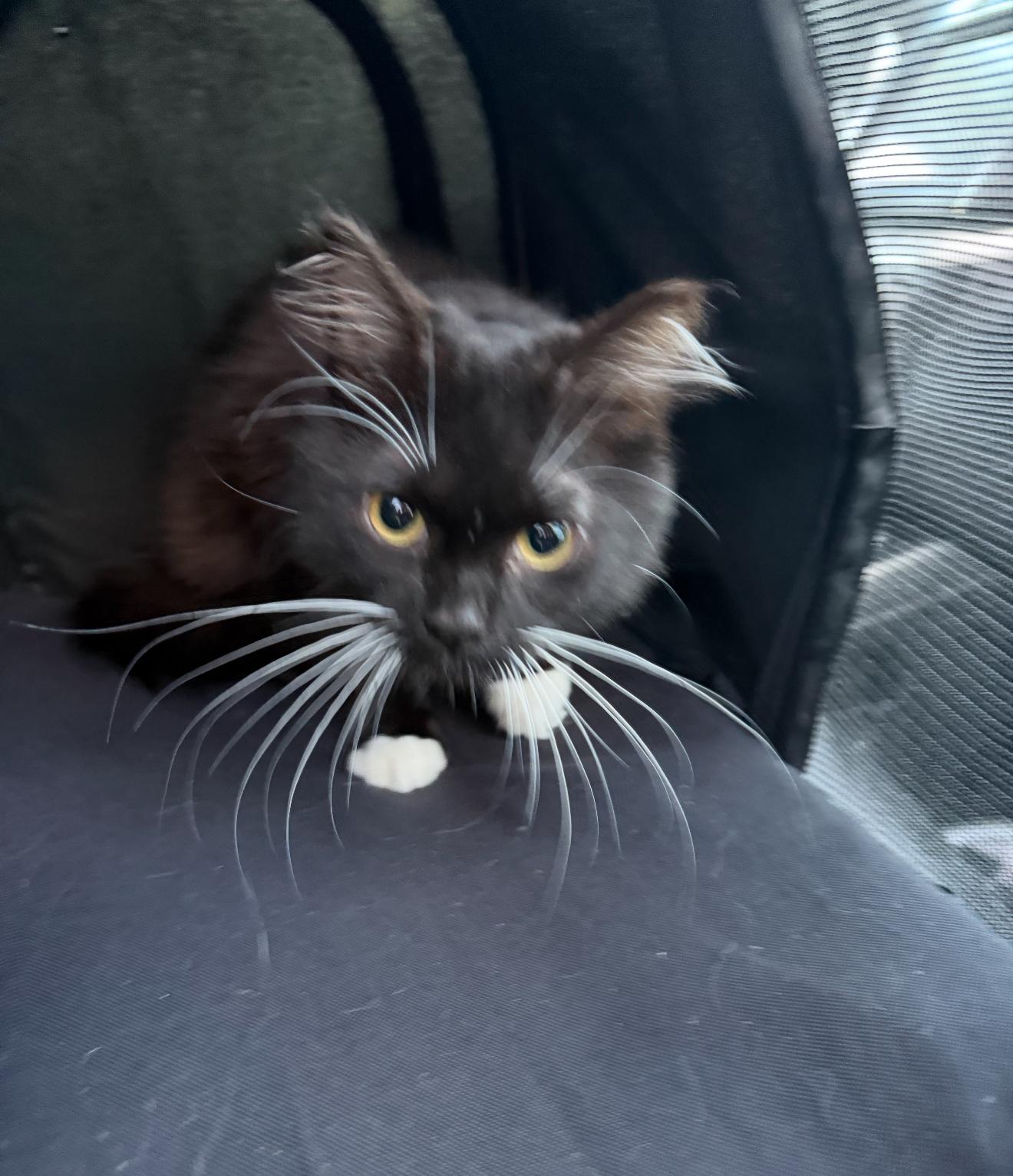 Barbee Bebe, Adoptable, Kitten Female Tuxedo.