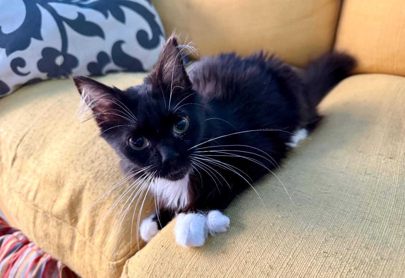 Barbee Bebe, a Adoptable Tuxedo in Grand Haven, MI image 2/4