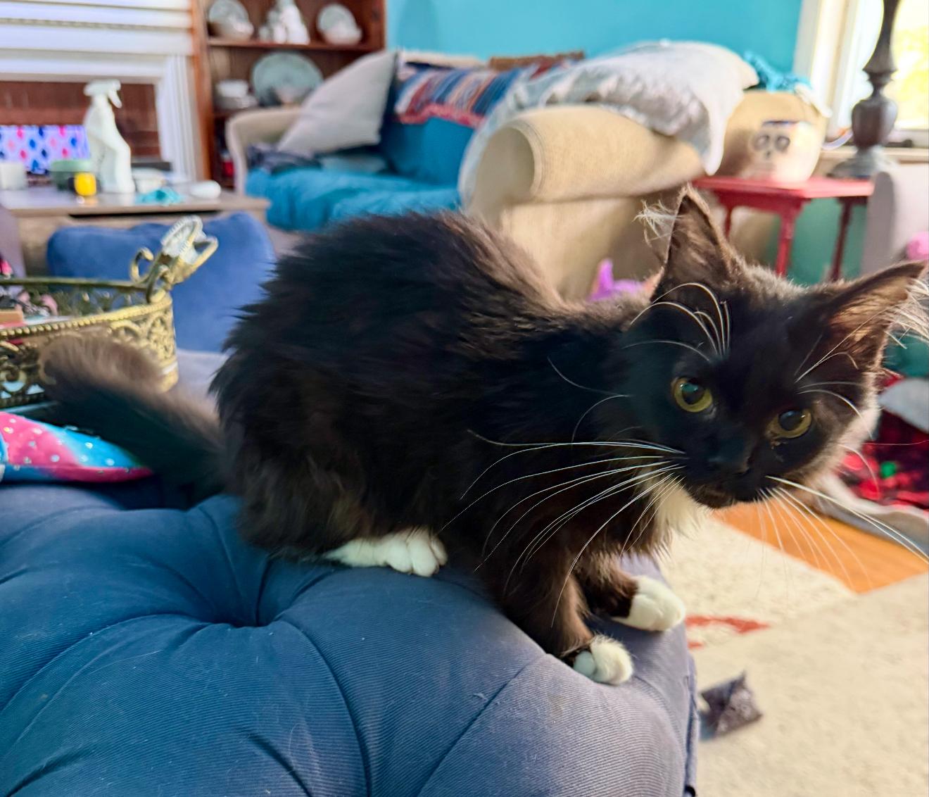 Barbee Bebe, a Adoptable Tuxedo in Grand Haven, MI image 4/4