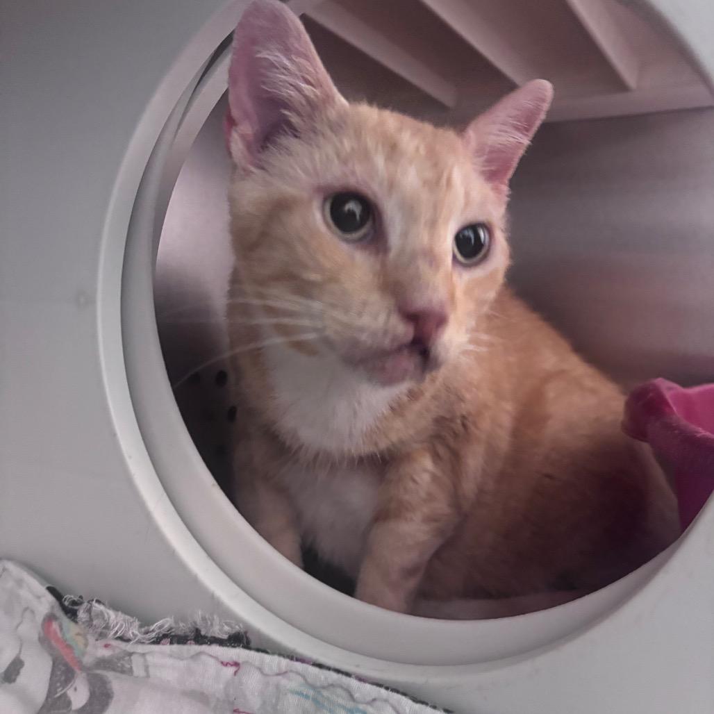 Brando, Adoptable, Senior Male Domestic Short Hair.