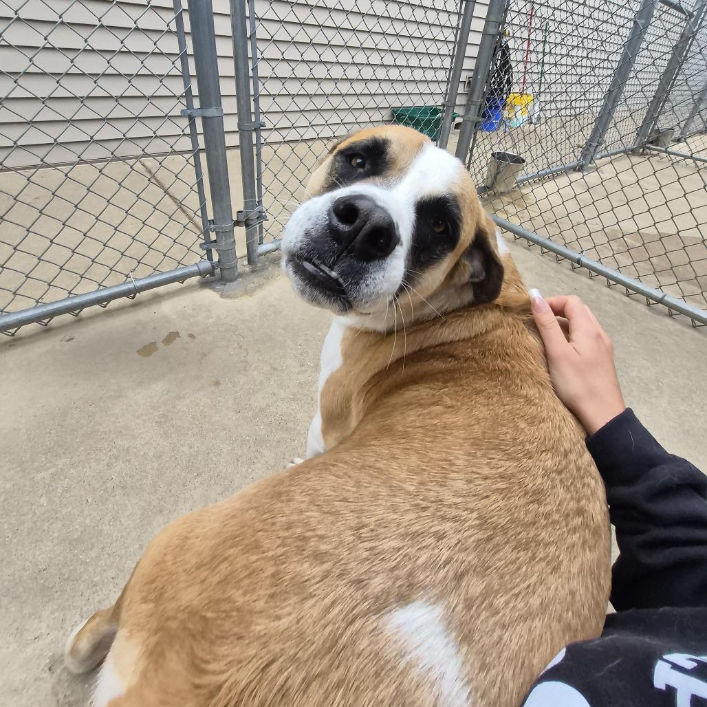 Baker, a Adoptable mixed breed in Woodstock, IL image 1/6