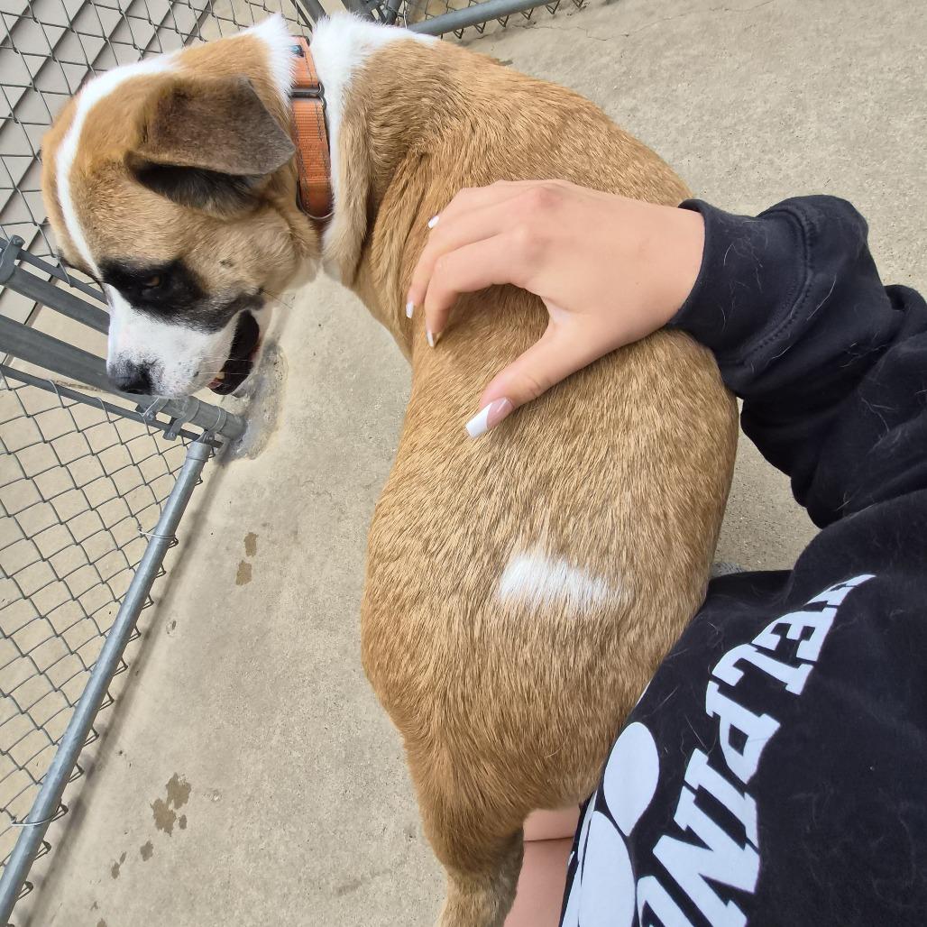 Baker, a Adoptable mixed breed in Woodstock, IL image 2/6