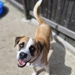 Baker, a Adoptable mixed breed in Woodstock, IL image 3/6