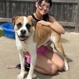 Baker, a Adoptable mixed breed in Woodstock, IL image 4/6