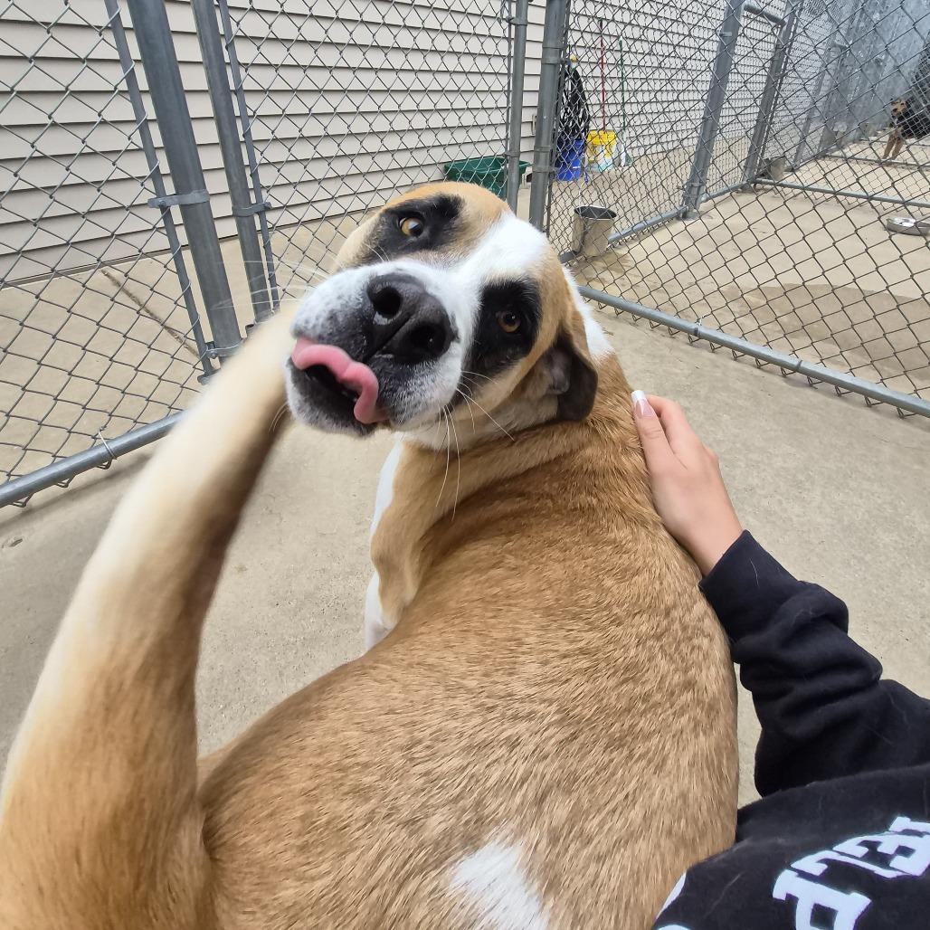 Baker, a Adoptable mixed breed in Woodstock, IL image 5/6