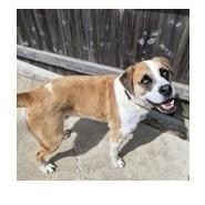 Baker, a Adoptable mixed breed in Woodstock, IL image 6/6