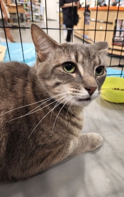 Mr Grey, Adoptable, Adult Male Tabby.