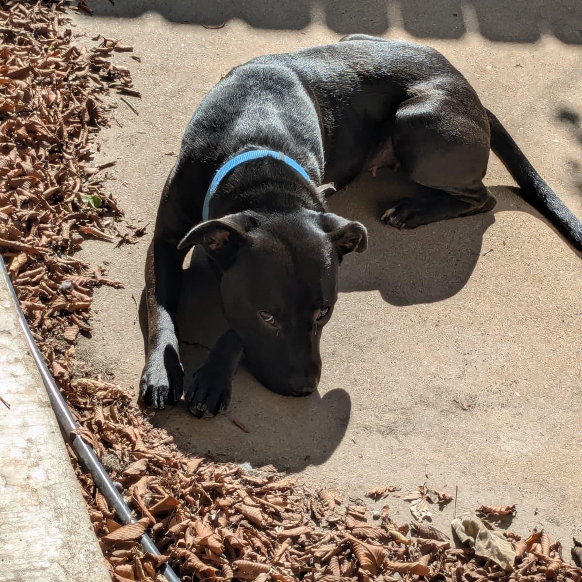 Enlarge Pepper, a Adoptable mixed breed in Austin, TX image 2/6