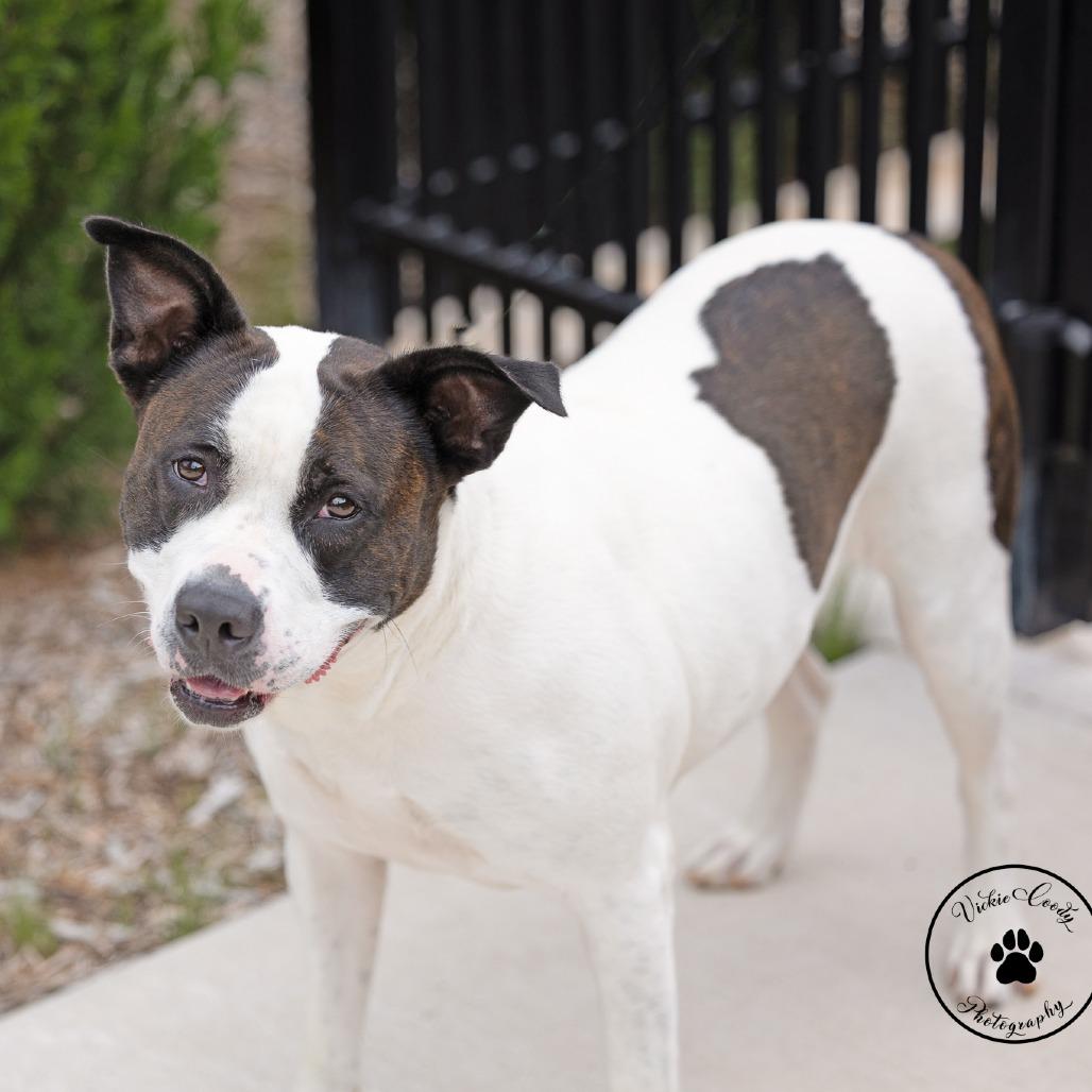 Luna, Adoptable, Adult Female Terrier & Mixed Breed.