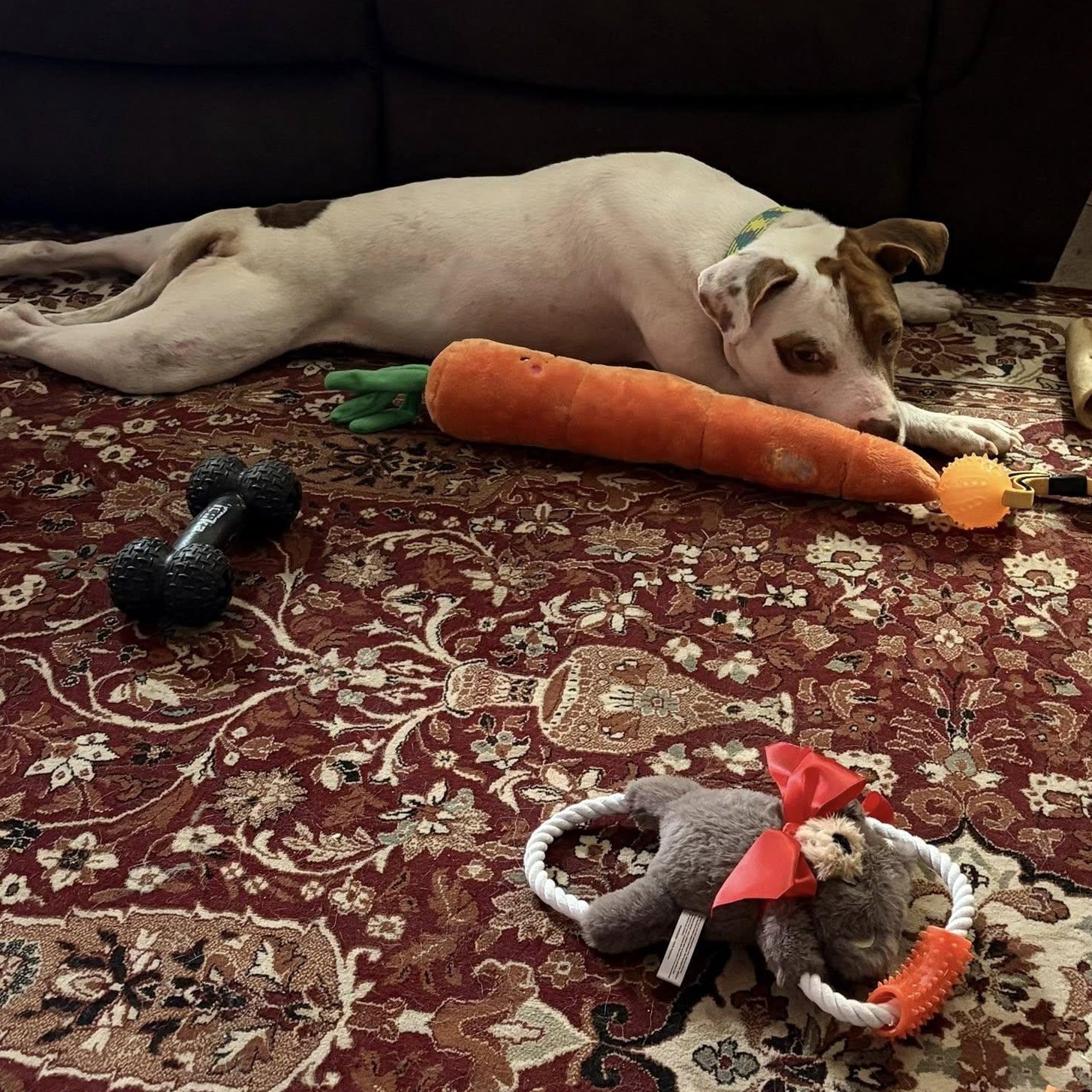 Caramello, ADOPTABLE, Adult Male Pointer.