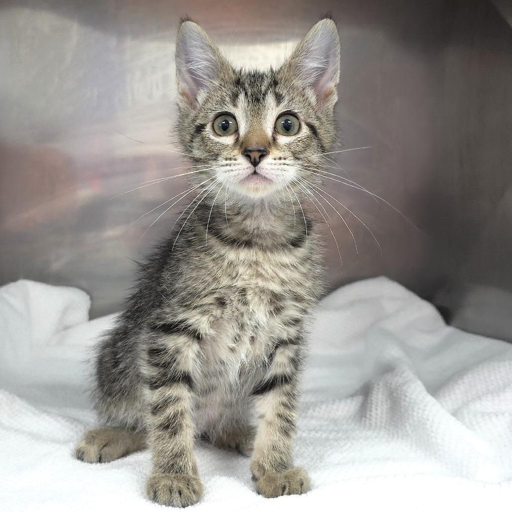 Spookleberry (grey collar), Adoptable, Kitten Male Domestic Short Hair.