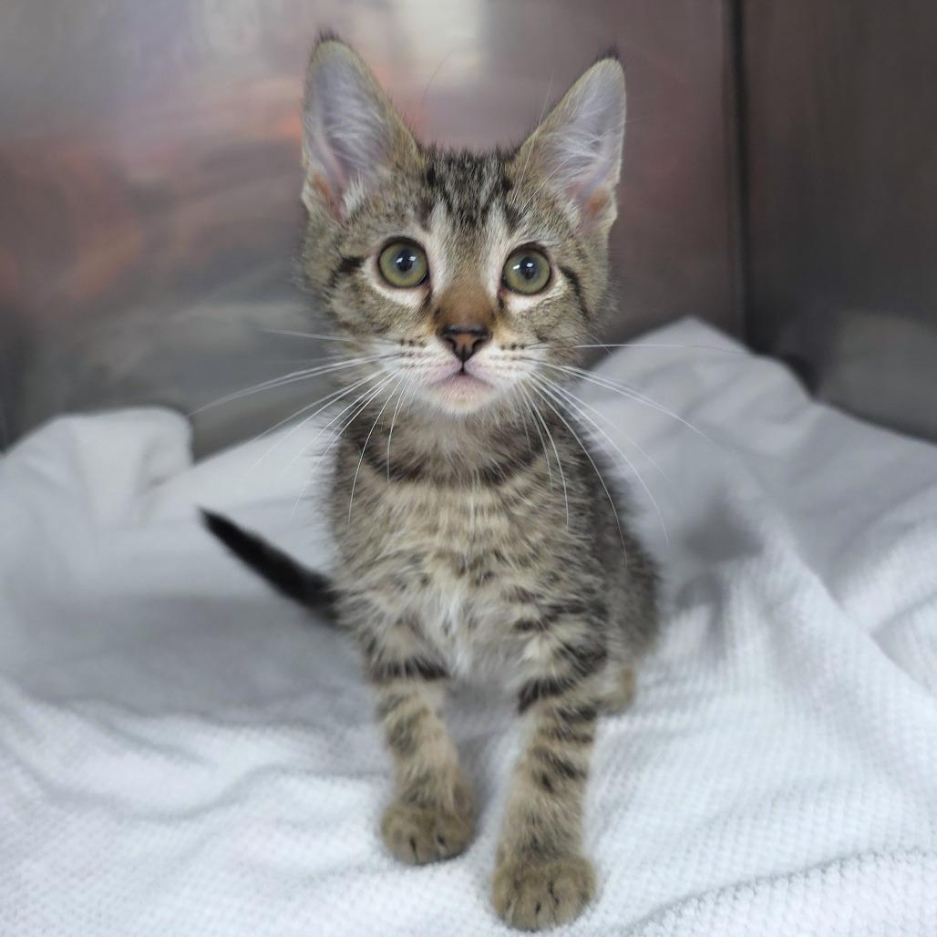 Enlarge Spookleberry (grey collar), a Adoptable Domestic Short Hair in Michigan City, IN image 2/6