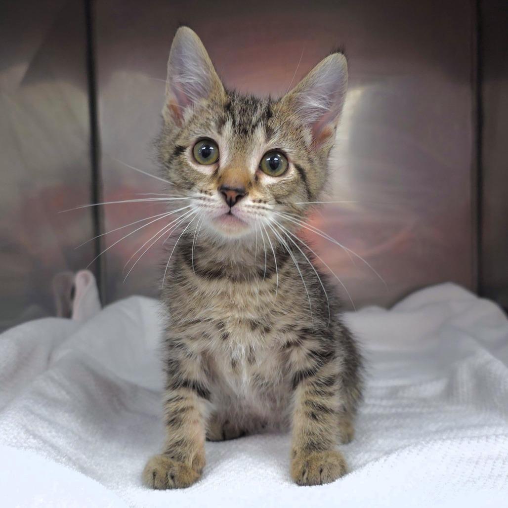 Enlarge Spookleberry (grey collar), a Adoptable Domestic Short Hair in Michigan City, IN image 3/6