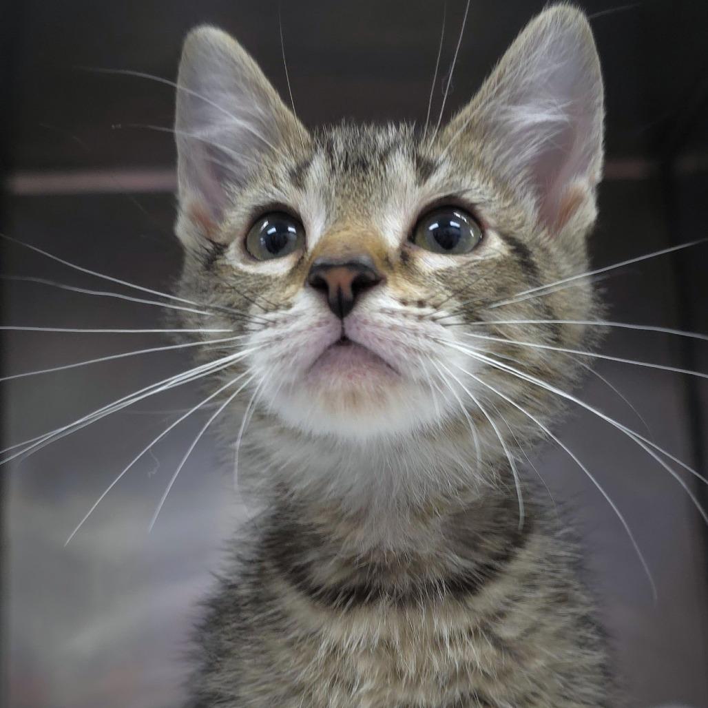 Enlarge Spookleberry (grey collar), a Adoptable Domestic Short Hair in Michigan City, IN image 4/6