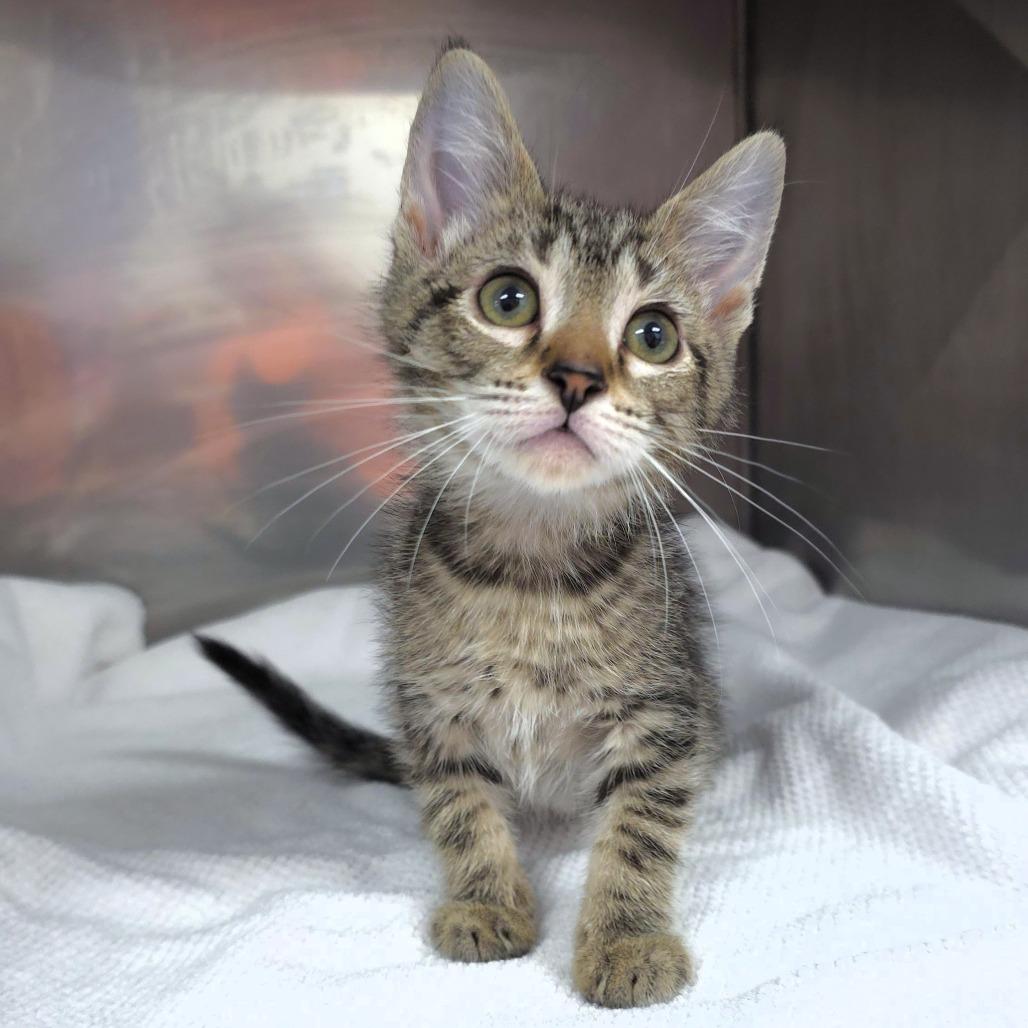 Enlarge Spookleberry (grey collar), a Adoptable Domestic Short Hair in Michigan City, IN image 5/6