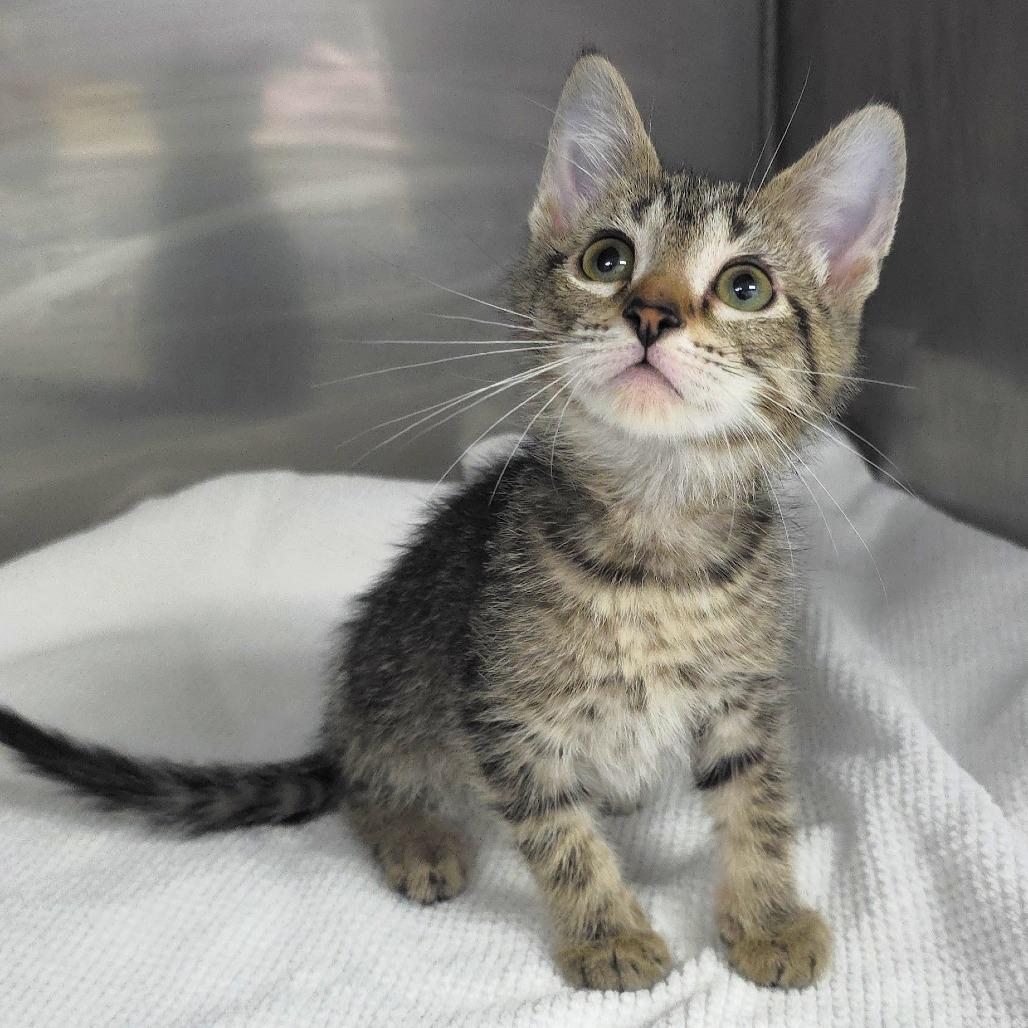 Enlarge Spookleberry (grey collar), a Adoptable Domestic Short Hair in Michigan City, IN image 6/6