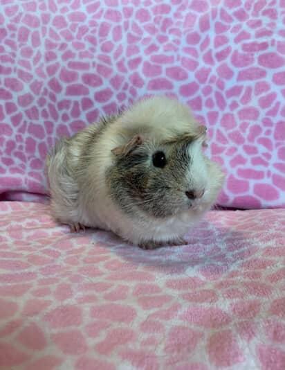 Mel, Adult Female unknown