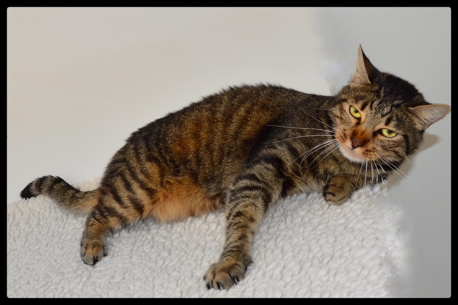 Arthur A061247, Adoptable, Senior Male Domestic Short Hair.