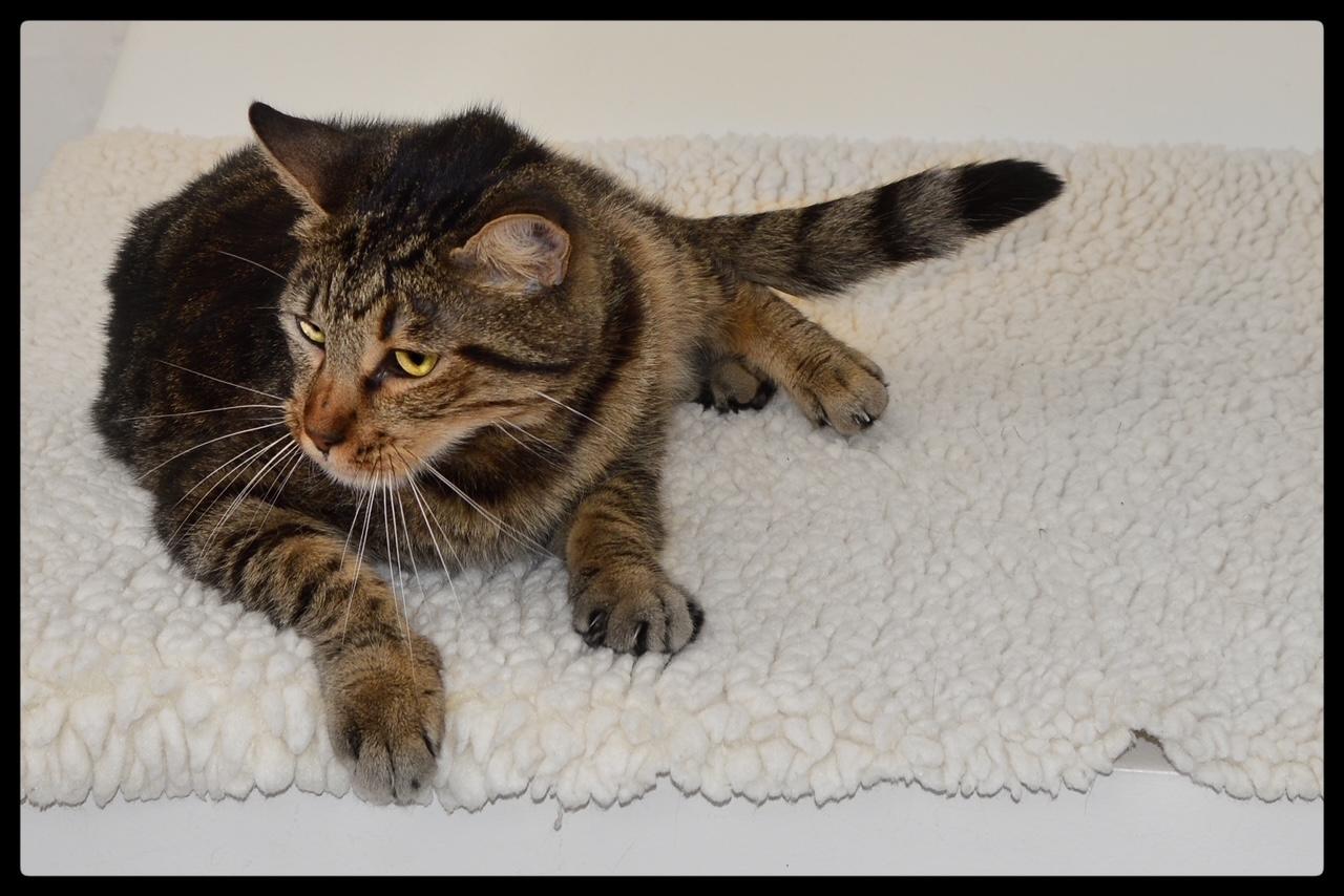 Enlarge Arthur A061247, a Adoptable Domestic Short Hair in San Andreas, CA image 2/3