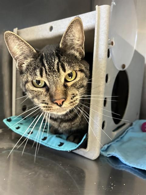 Enlarge Arthur A061247, a Adoptable Domestic Short Hair in San Andreas, CA image 1/1