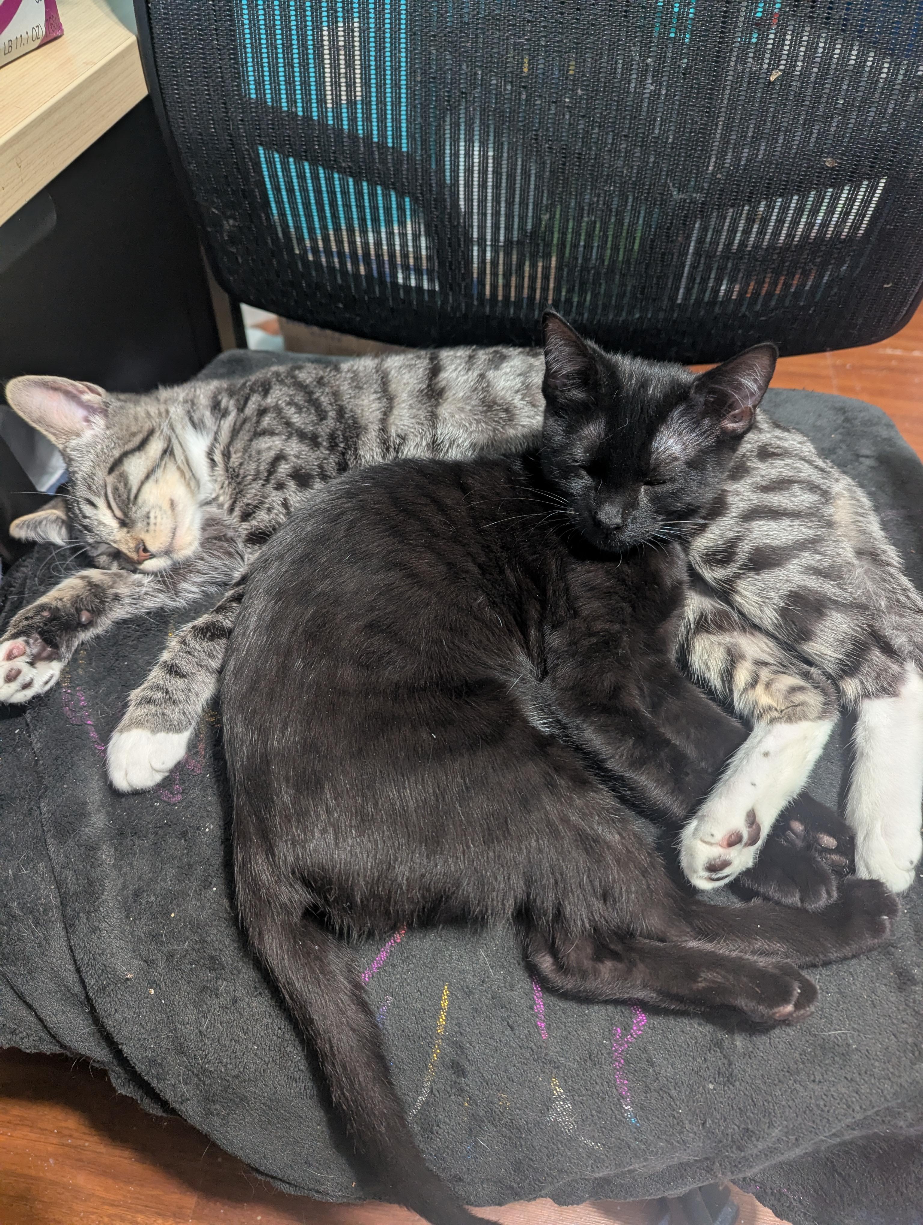 Coconut, Adopted, Kitten Male Tabby.