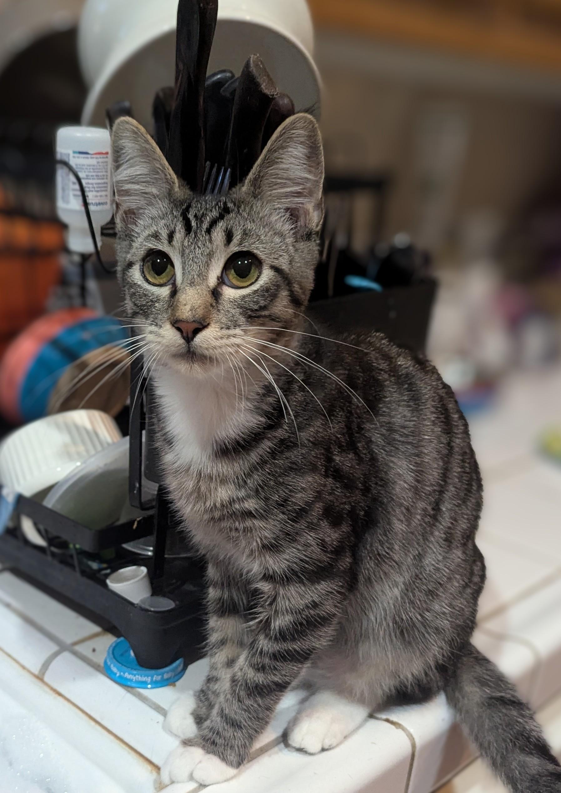 Enlarge Coconut, a Adopted Tabby in Brentwood, CA image 3/3