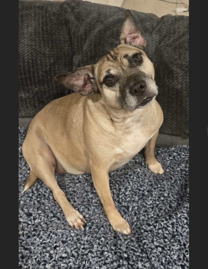 Annie, Adoptable, Adult Female Pug.