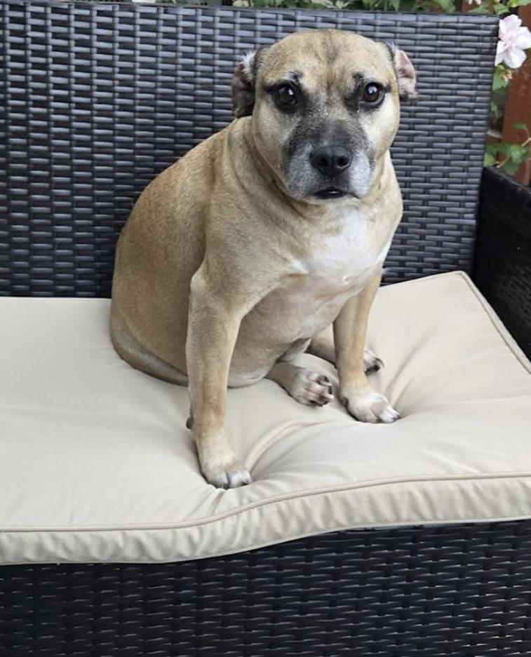 Enlarge Annie, a Adoptable mixed breed in Waldorf, MD image 2/3