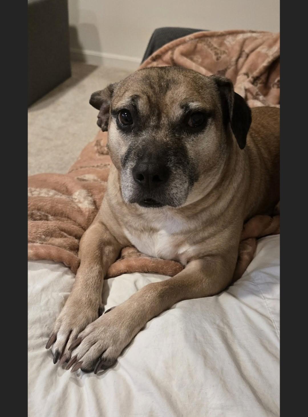 Enlarge Annie, a Adoptable mixed breed in Waldorf, MD image 3/3