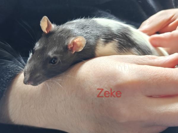 Zeke, Adoptable, Young Male Rat.