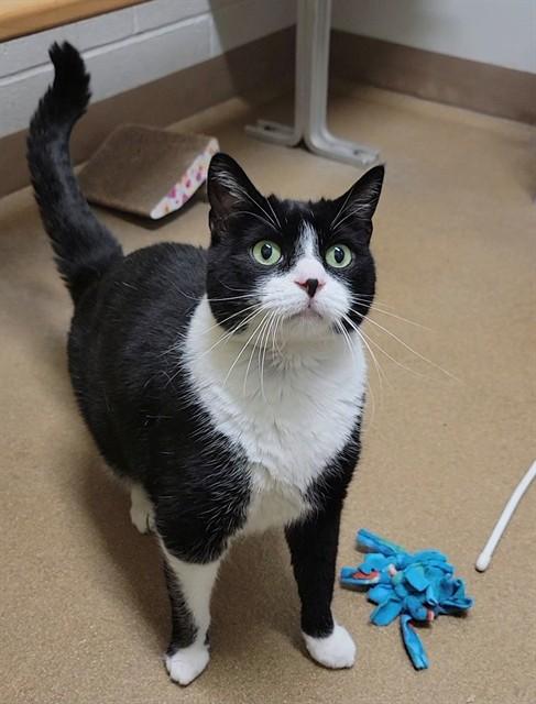 HEREFORD, Adoptable, Adult Male Domestic Short Hair.